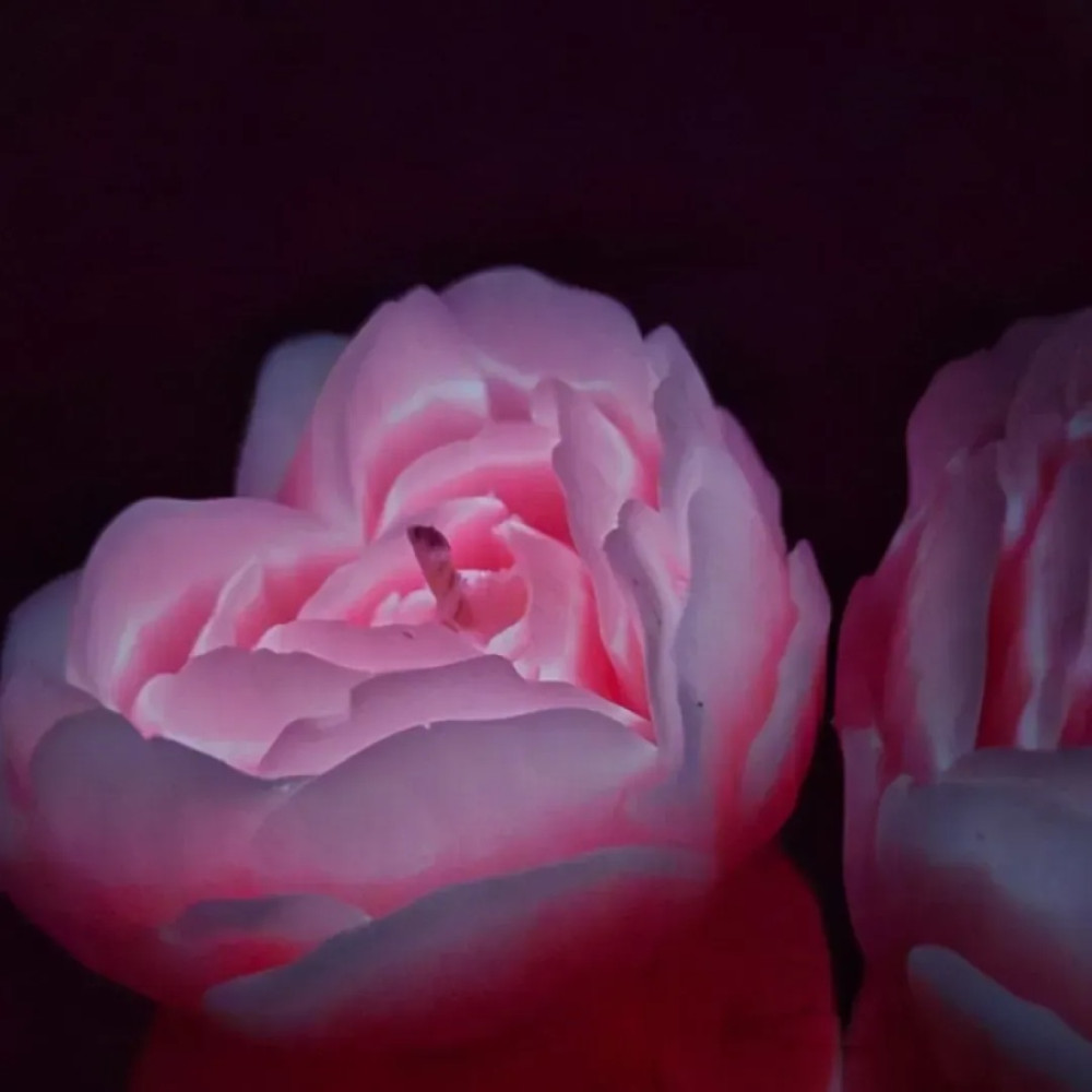 Свеча роза люминесцентная GlowKink 38 г, низкотемпературная, M, для БДСМ, персиковая, фото №3 — секс шоп Украина, NO TABOO