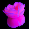 Свеча роза люминесцентная GlowKink 38 г, низкотемпературная, M, для БДСМ, персиковая, фото №4 — секс шоп Украина, NO TABOO