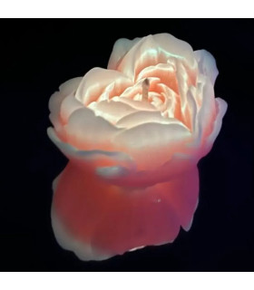 Свеча роза люминесцентная GlowKink 62 г, низкотемпературная, L, для БДСМ, оранжевая - No Taboo