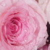 Духи с феромонами PheroStrong Pheromone Flare для женщин, 50 мл, фото №8 — секс шоп Украина, NO TABOO